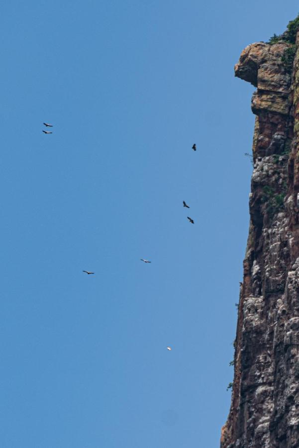 Cape Vulture Conservancy Hoedspruit Exterior foto