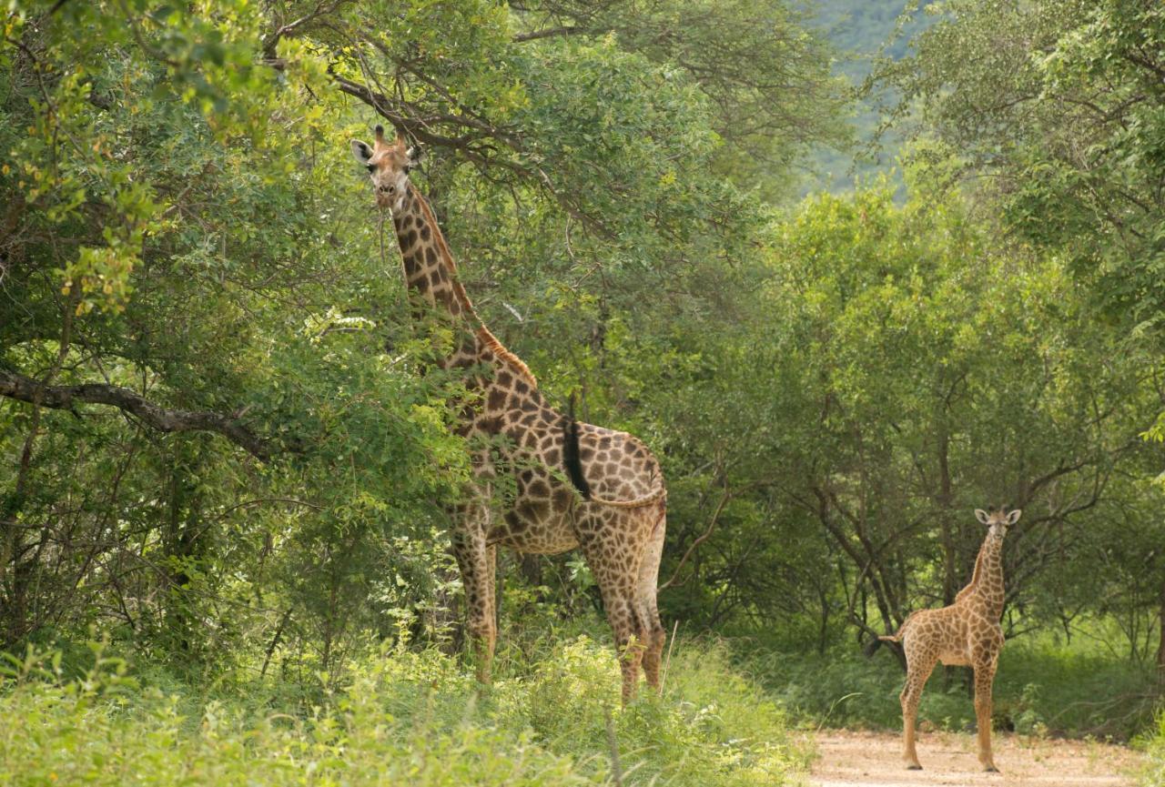 Cape Vulture Conservancy Hoedspruit Exterior foto